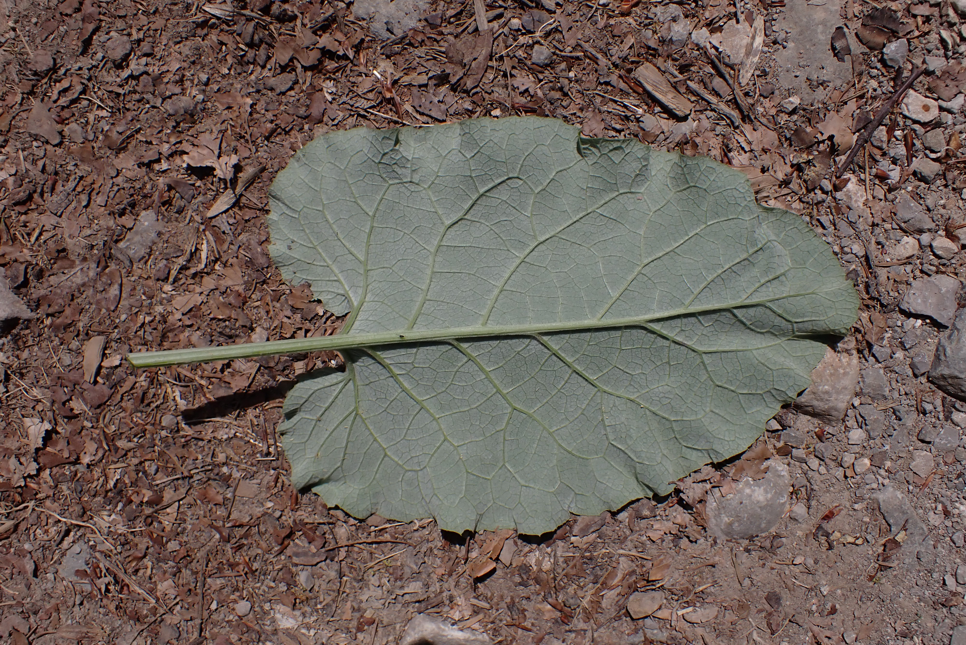 Feuille d'Arctium